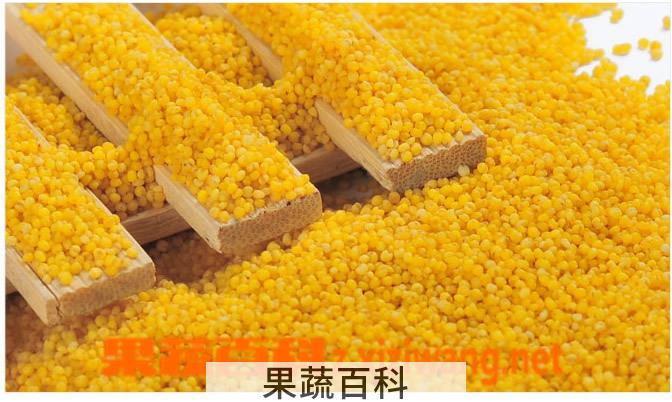果蔬百科黄小米的功效与作用