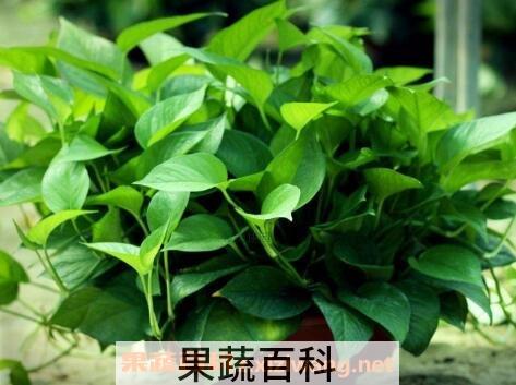 绿萝叶子发黄怎么办 绿萝叶子发黄的原因