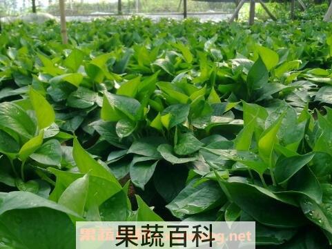 绿萝叶子发黄怎么办 绿萝叶子发黄的原因