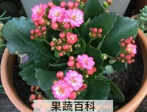  长寿花的养殖方法 长寿花怎么养
