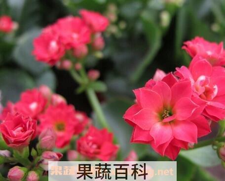  长寿花的养殖方法 长寿花怎么养