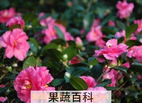 茶花的养殖方法与注意事项