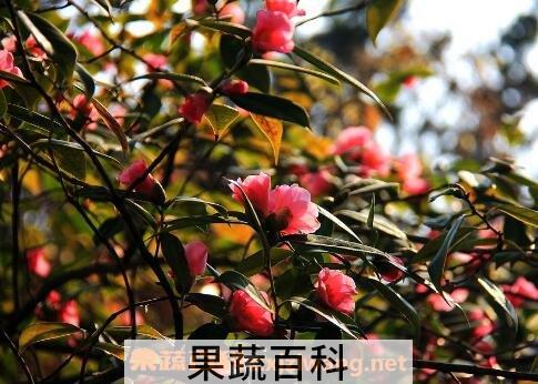 茶花的养殖方法与注意事项