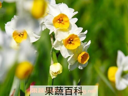 水仙花的养殖方法