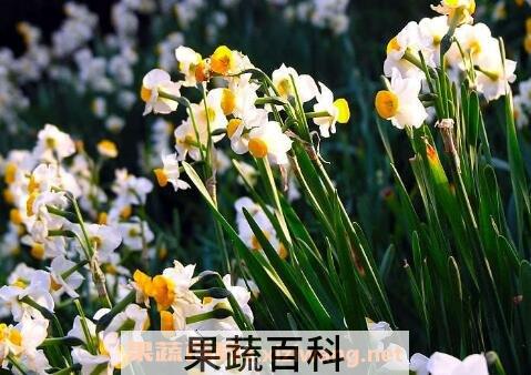 水仙花的养殖方法