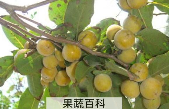 小柿子软枣的功效与作用 吃小柿子软枣的好处
