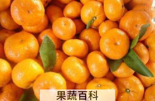 蜜橘的功效与作用 吃蜜橘的好处