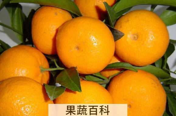 蜜橘的功效与作用 吃蜜橘的好处