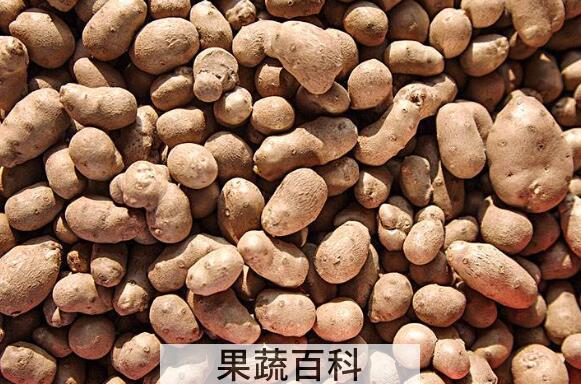 山药豆的功效与作用 山药豆怎么吃