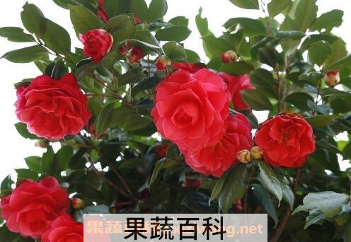 山茶花的养殖方法和注意事项