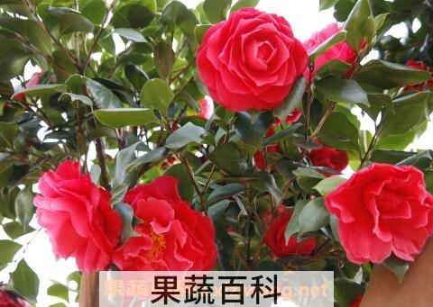 山茶花的养殖方法和注意事项