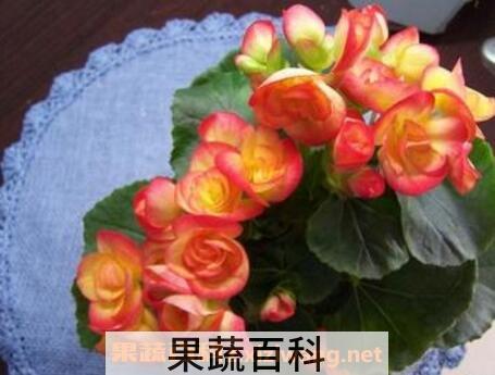 海棠花的养殖方法