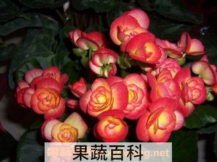 海棠花的养殖方法