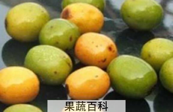 五眼果的功效与作用及禁忌
