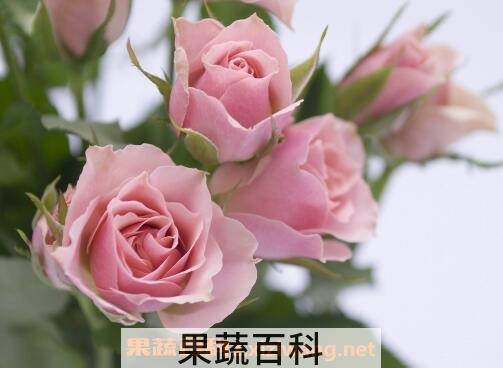 无根玫瑰花杆怎么种活 无根玫瑰花的养殖方法