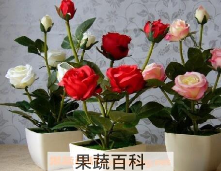 月季花的养殖方法与注意事项