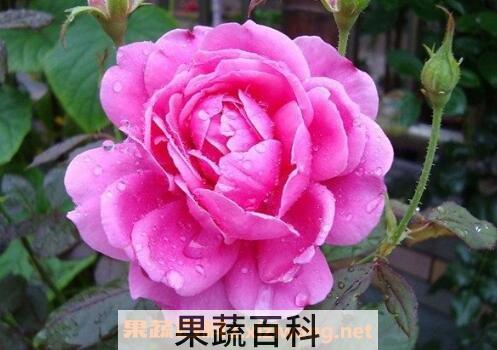 月季花的养殖方法与注意事项