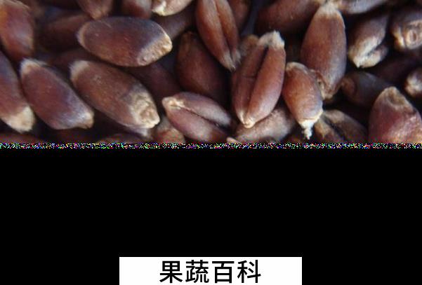 果蔬百科黑小麦的功效与作用