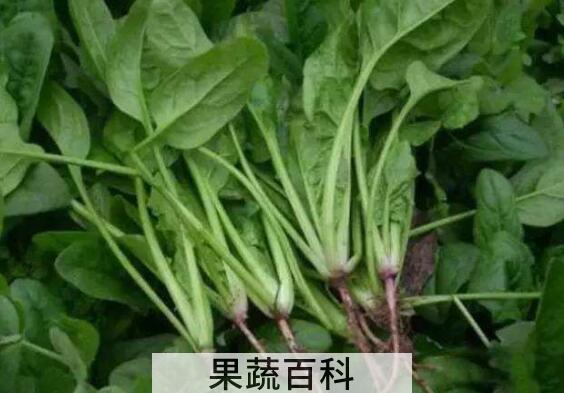 男生吃菠菜的功效与作用
