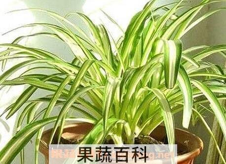 金心吊兰盆栽的功效与作用