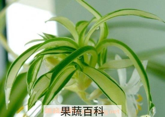 金心吊兰