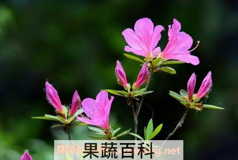 杜鹃花的养殖方法及注意事项