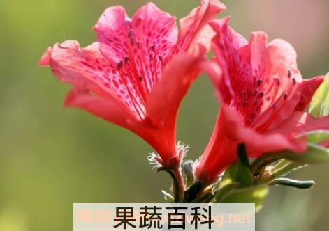 杜鹃花的养殖方法及注意事项