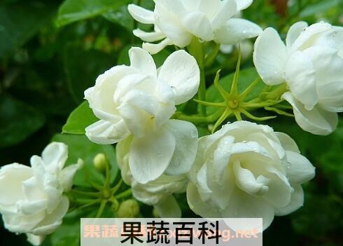 茉莉花的养殖方法与注意事项