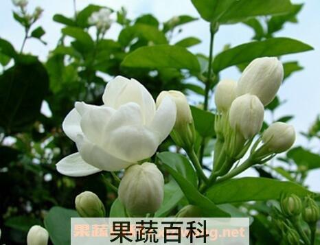 茉莉花的养殖方法与注意事项