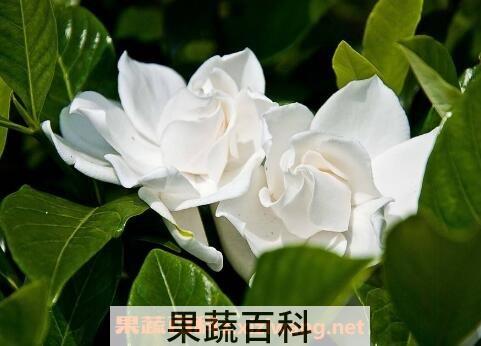 栀子花的养殖方法和技巧