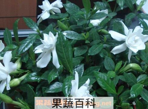 栀子花的养殖方法和技巧