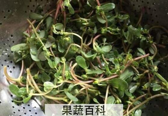 干马苋菜的功效与作用