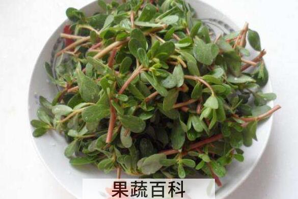 干马苋菜的功效与作用