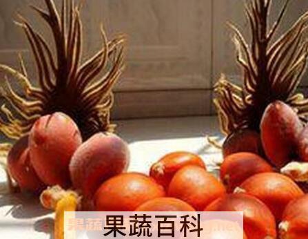 铁树果的作用与功效