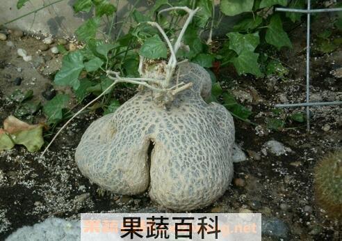 睡布袋作用 睡布袋的药用价值