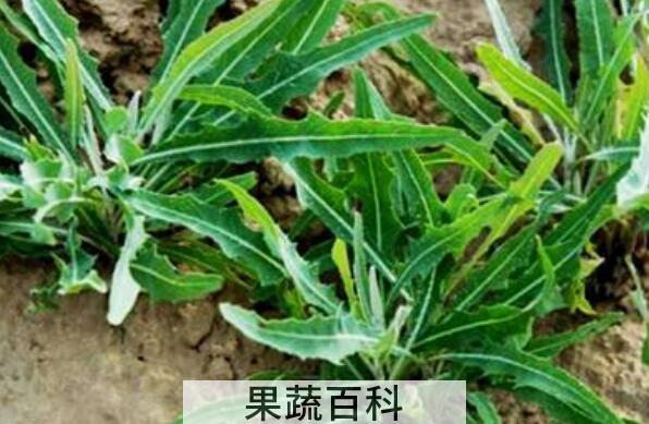 吃苦菜根的功效与作用
