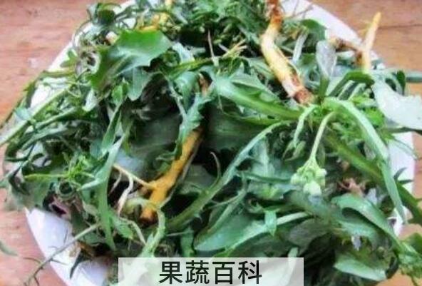 吃苦菜根的功效与作用