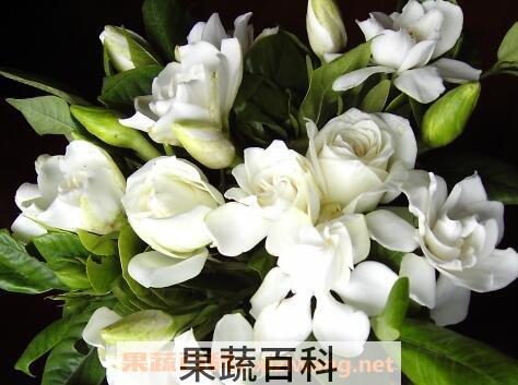栀子花的养殖方法和病虫害防治