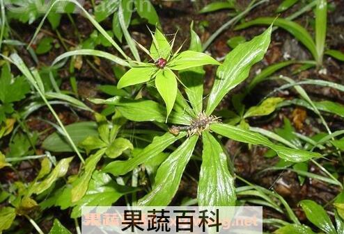 重楼的养殖方法和病虫害防治