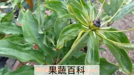重楼