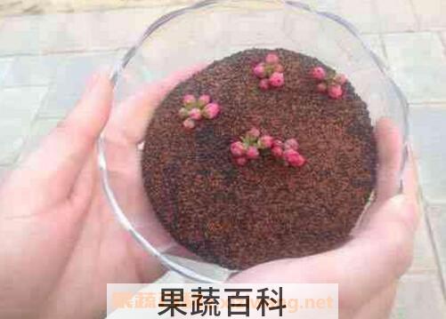 做海藻面膜的功效与作用