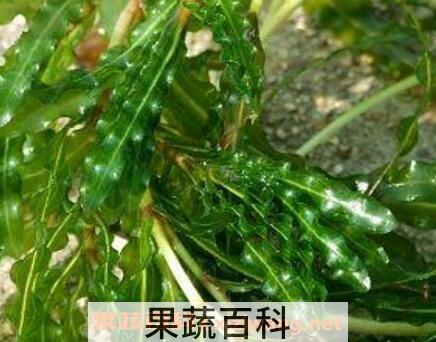 菹草的药用价值与功效作用