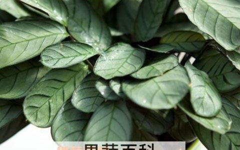 花叶竹芋的种植方法和病虫害防治