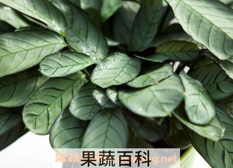 花叶竹芋的种植方法