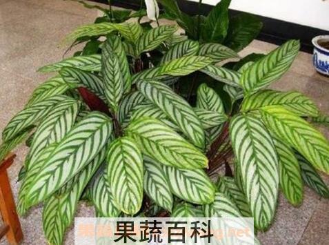 花叶竹芋的种植方法