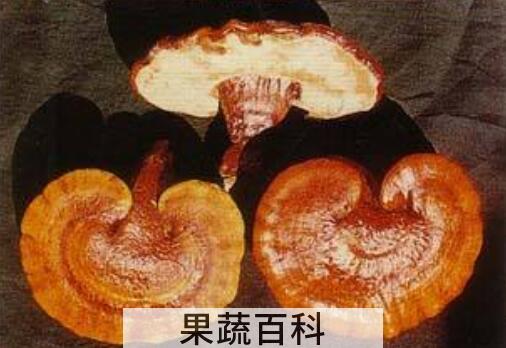 毛蜂窝菌的功效与作用 毛蜂窝菌可以天天吃吗