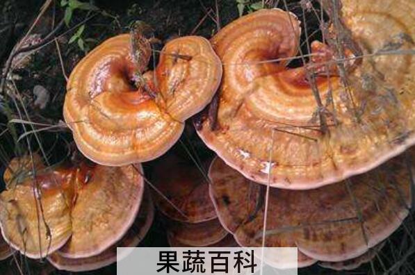 毛蜂窝菌的功效与作用 毛蜂窝菌可以天天吃吗