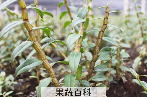 石斛的功效与作用及禁忌 石斛的最佳吃法