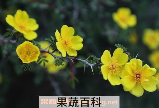 野生黄刺玫的功效与作用