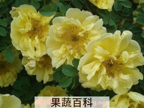 野生黄刺玫